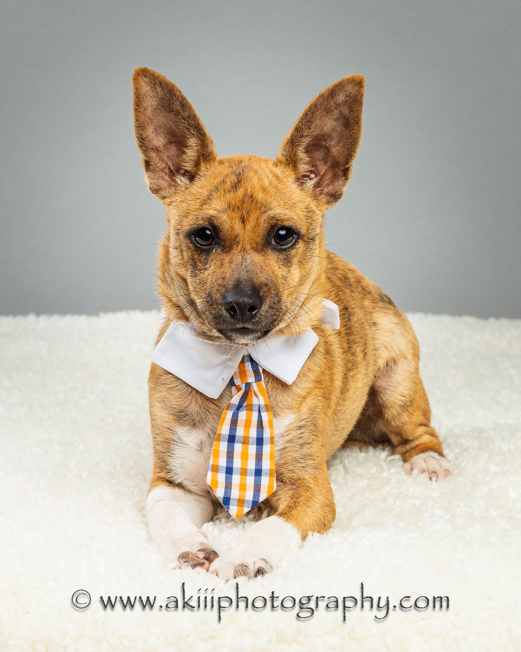 Nash - Puppy - Coming December, a Adoptable Chihuahua in Plano, TX image 3/5
