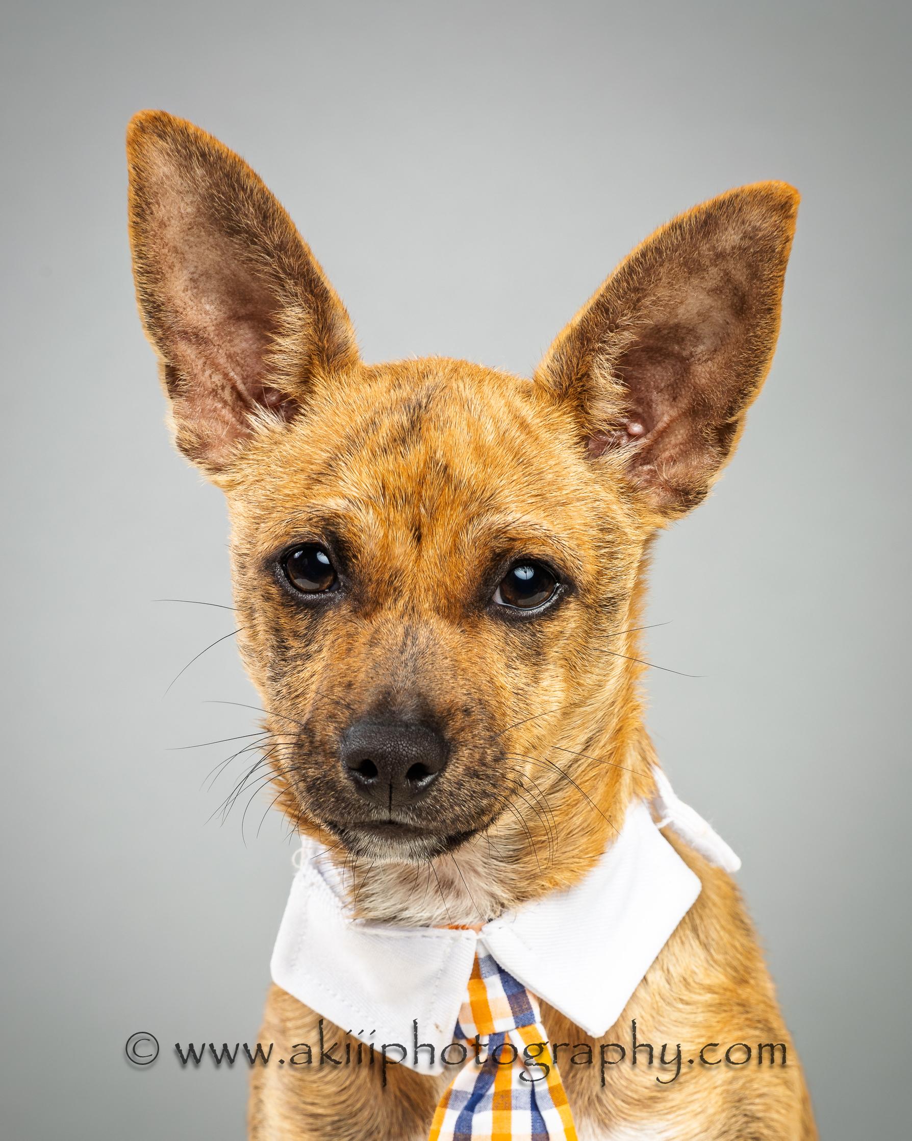 Nash - Puppy - Coming December, a Adoptable Chihuahua in Plano, TX image 4/5
