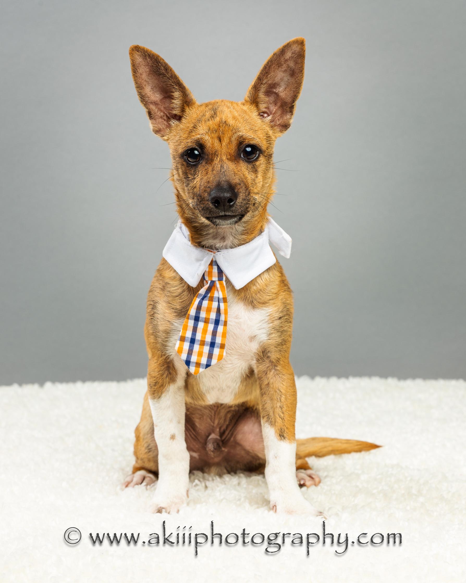 Nash - Puppy - Coming December, a Adoptable Chihuahua in Plano, TX image 5/5