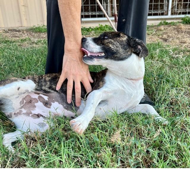 Enlarge Squirrel, a Adoptable mixed breed in Hartford, CT image 3/3
