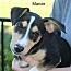 Marcie, Adoptable, Puppy Female Terrier.
