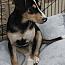 Enlarge Marcie, a Adoptable mixed breed in Stuarts Draft, VA image 2/3