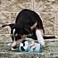Enlarge Marcie, a Adoptable mixed breed in Stuarts Draft, VA image 3/3