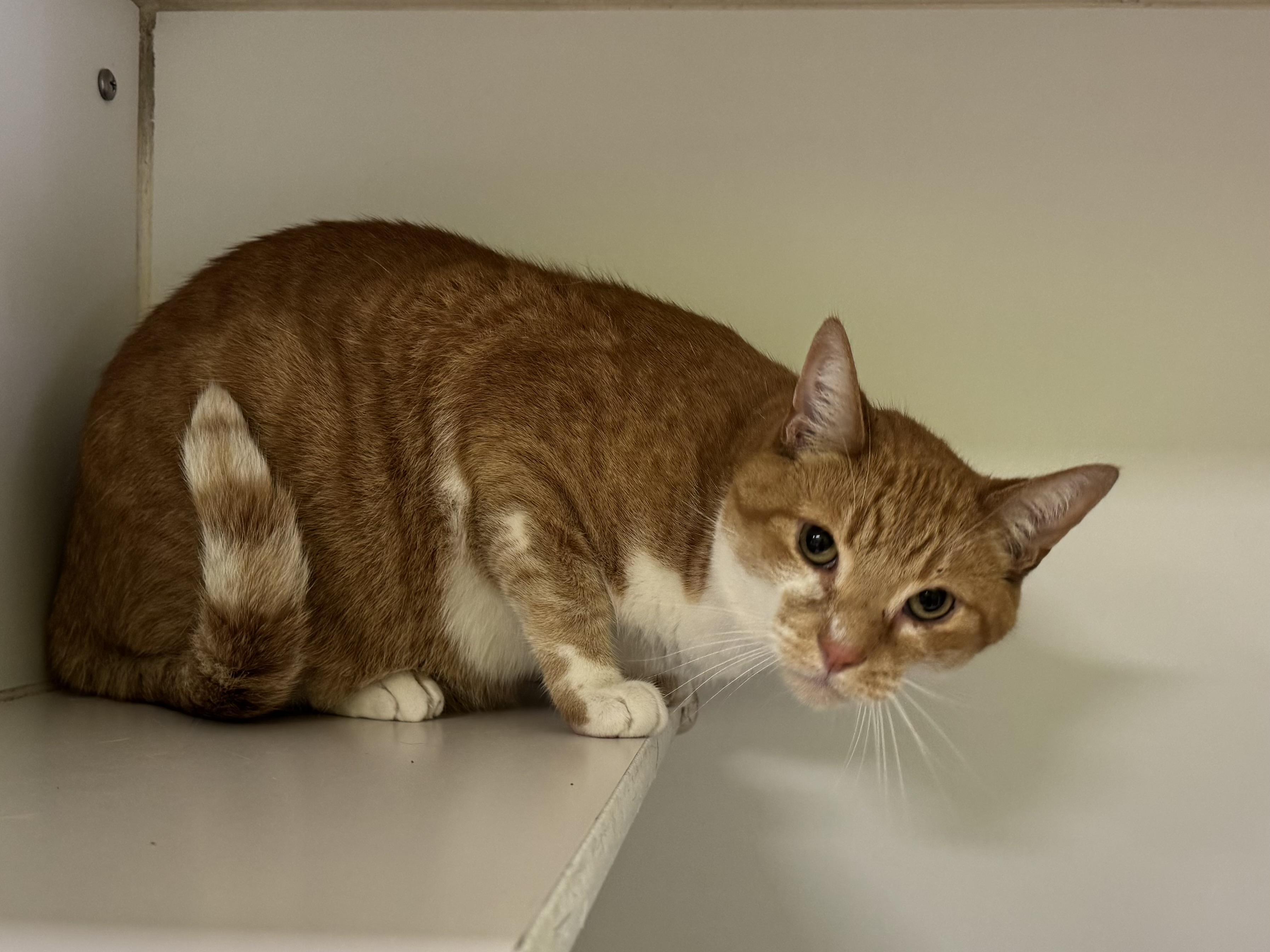 Boots, a Adoptable Domestic Short Hair in Indianapolis, IN image 1/2