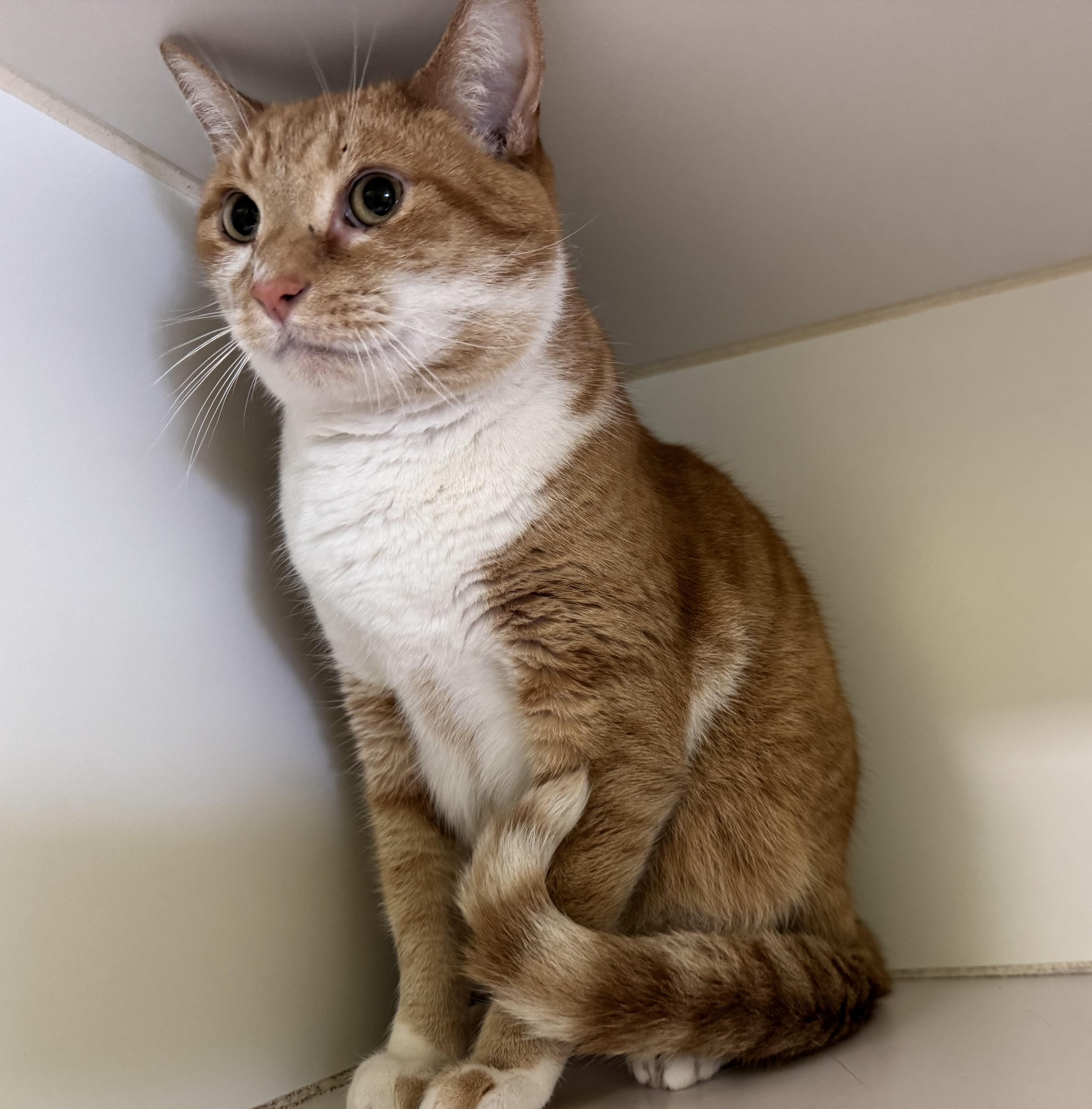 Boots, a Adoptable Domestic Short Hair in Indianapolis, IN image 2/2