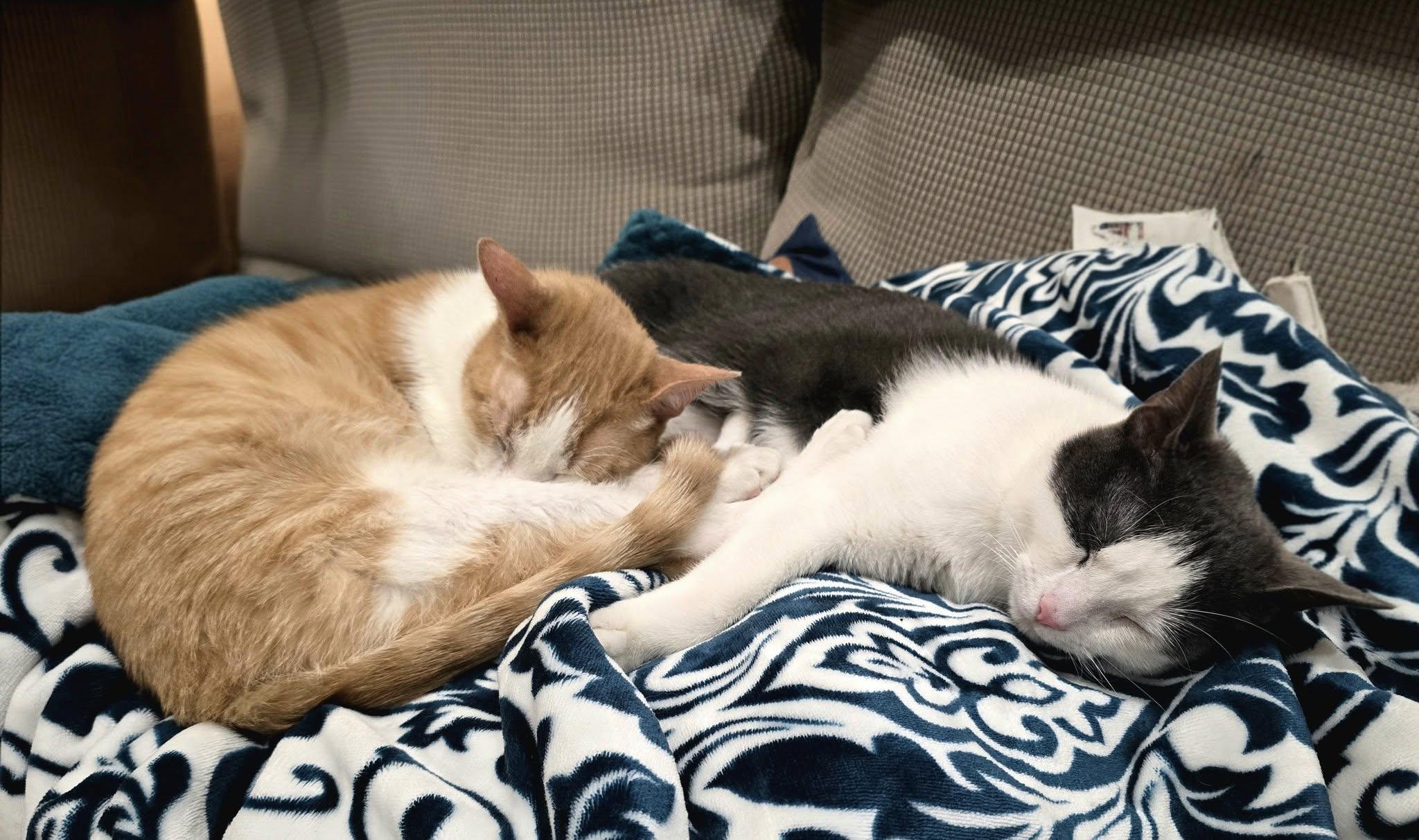 Twain — thumbnail 2