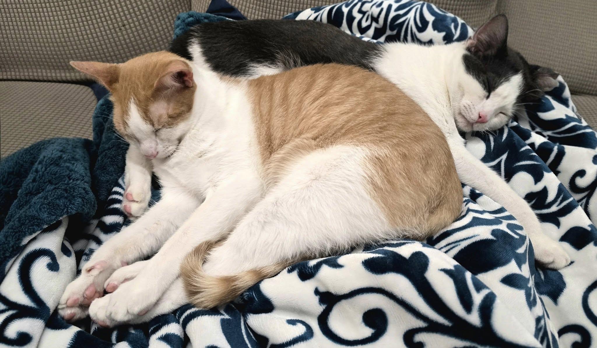 Twain — thumbnail 3