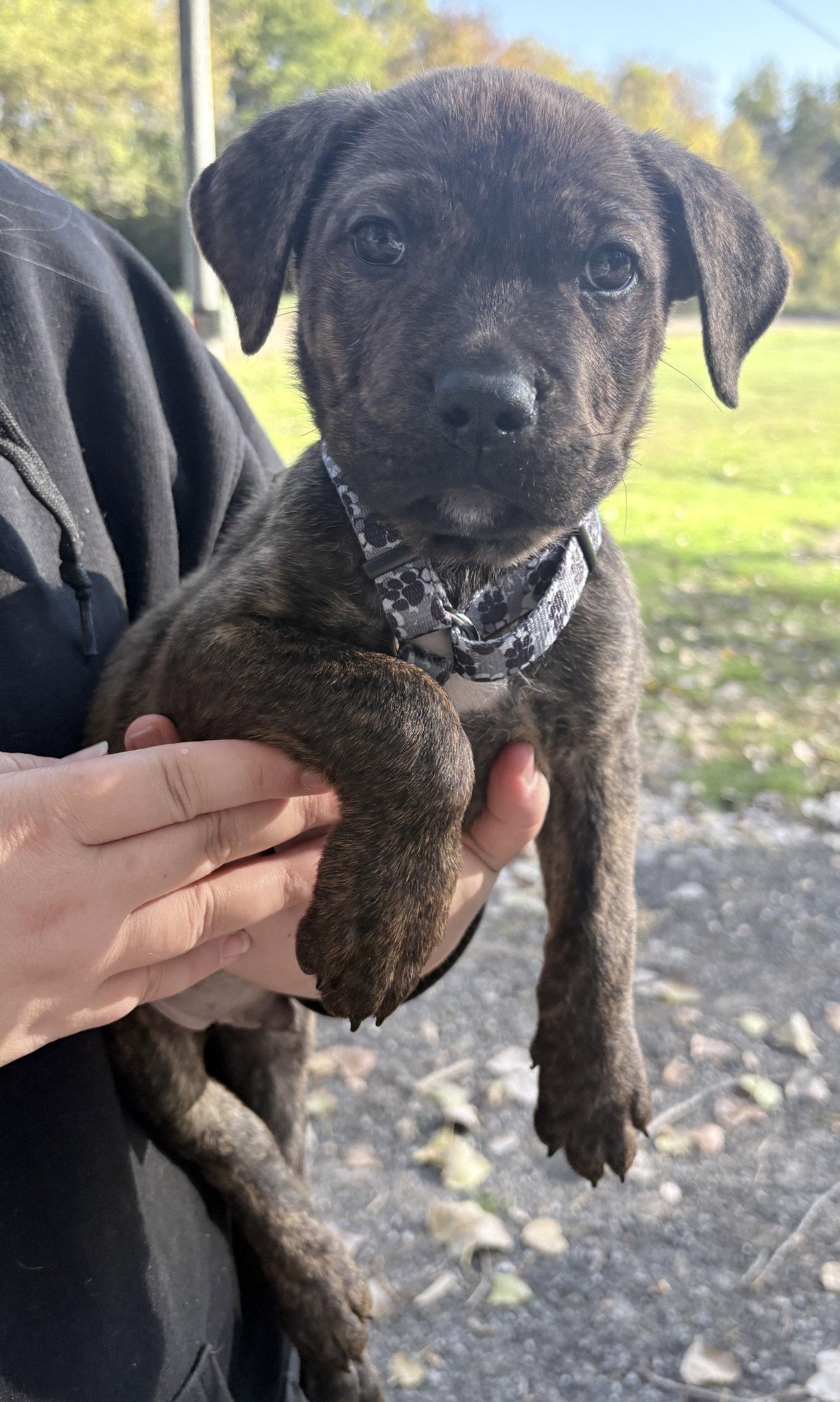 Enlarge Zion, a Adoptable Pit Bull Terrier in Oxford, MI image 1/1