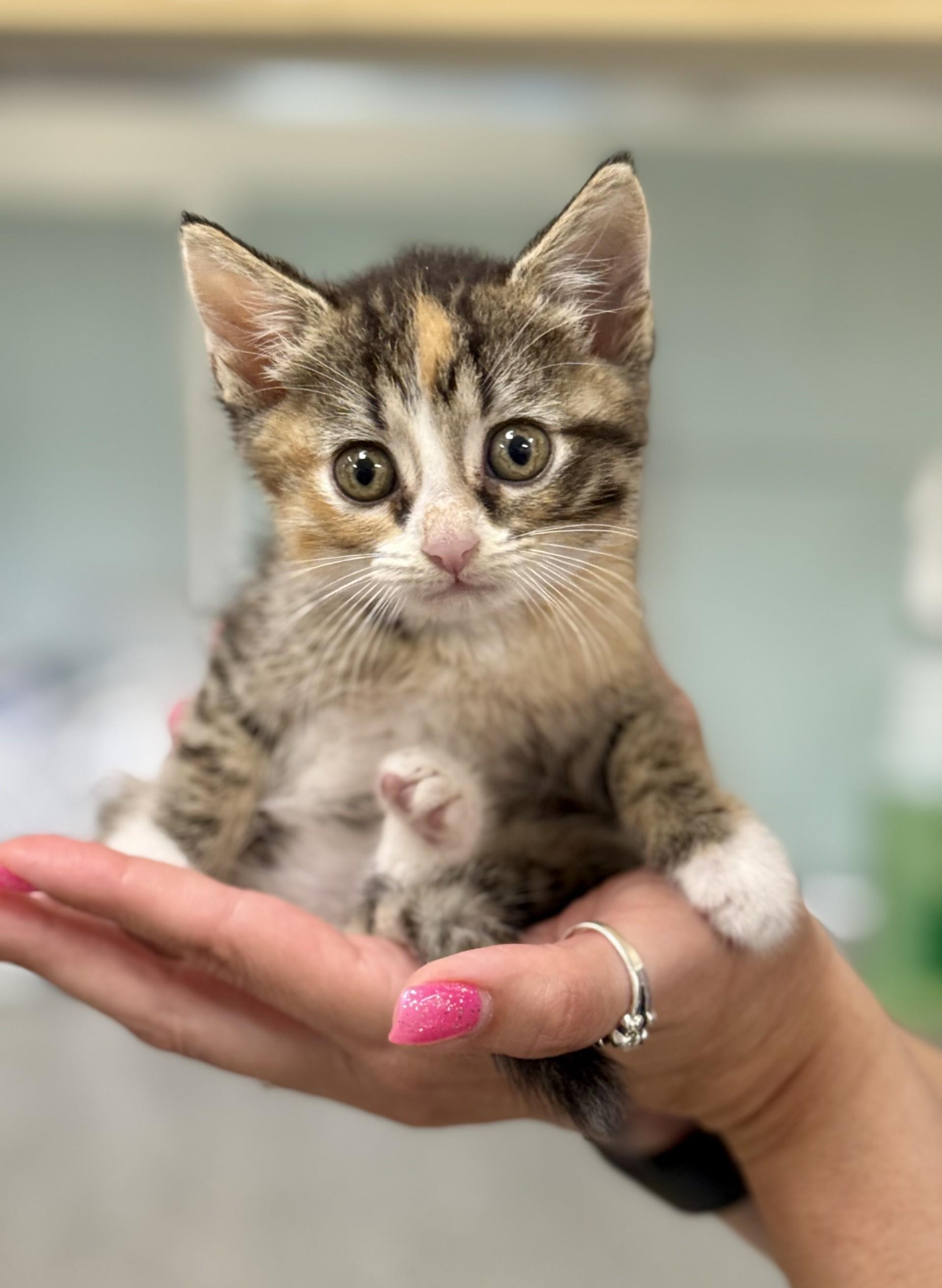 Angelica, a Adoptable mixed breed in Los Alamitos, CA image 6/6