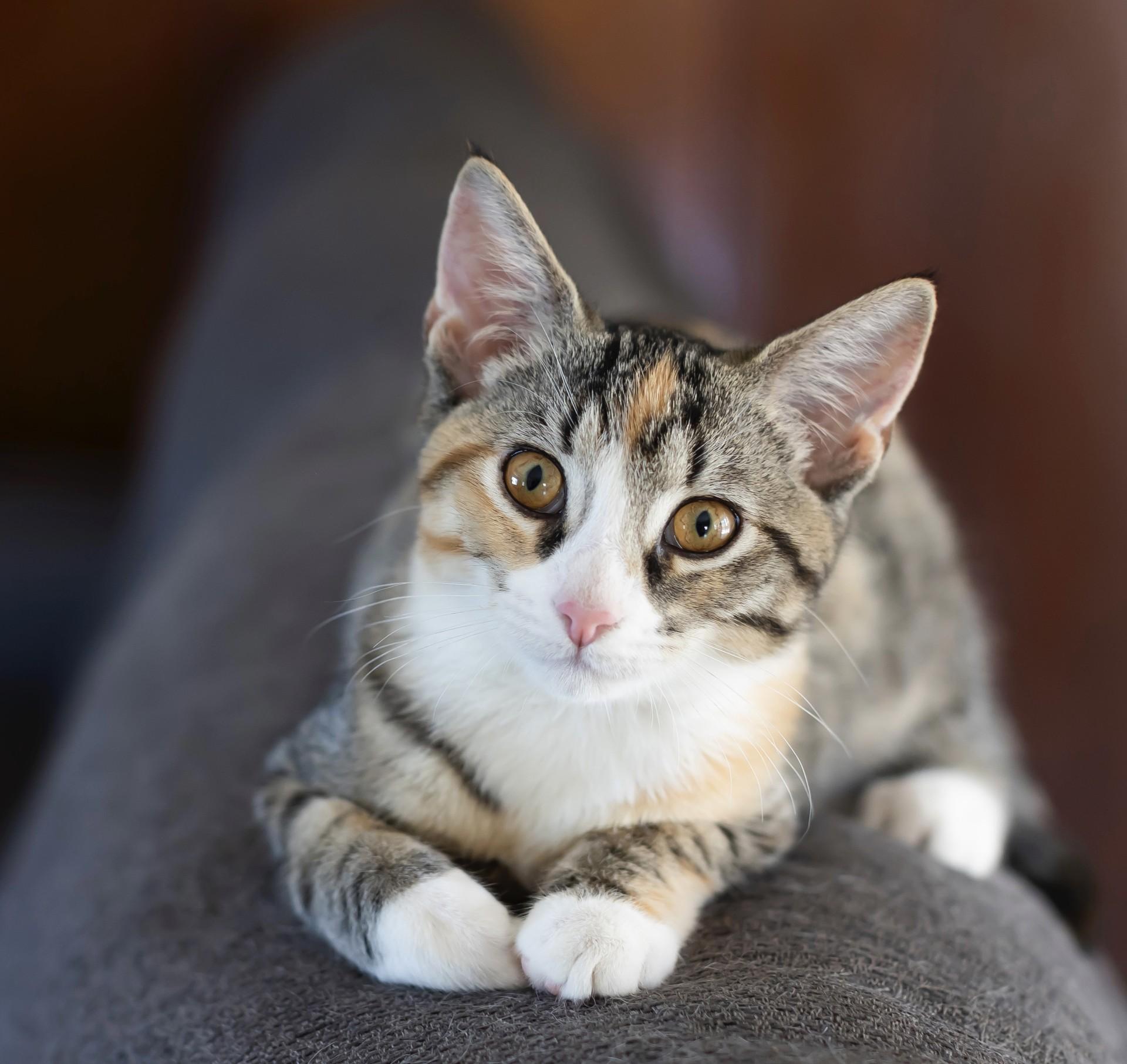 Angelica, Adoptable, Kitten Female Domestic Short Hair & Torbie.