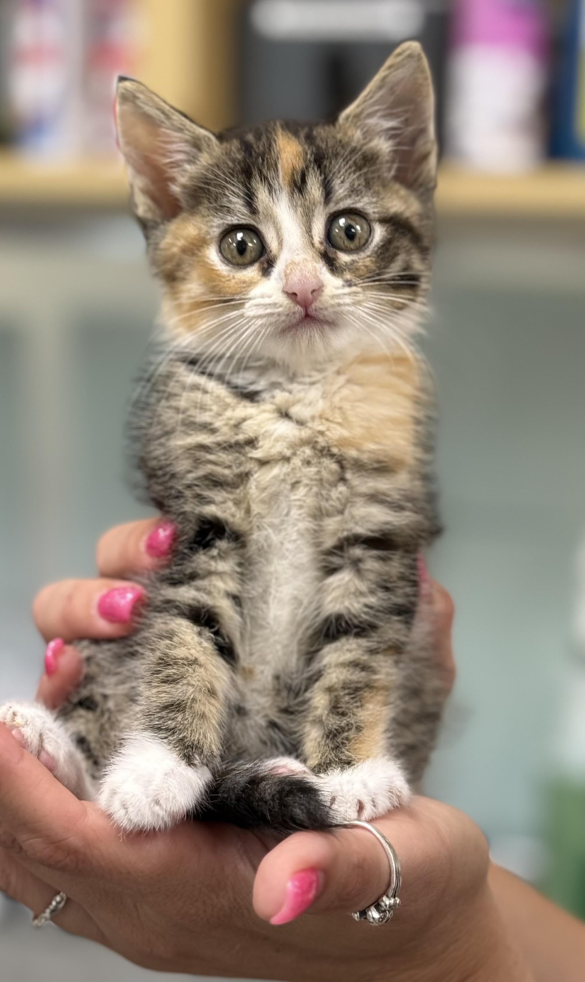 Angelica, a Adoptable mixed breed in Los Alamitos, CA image 5/6