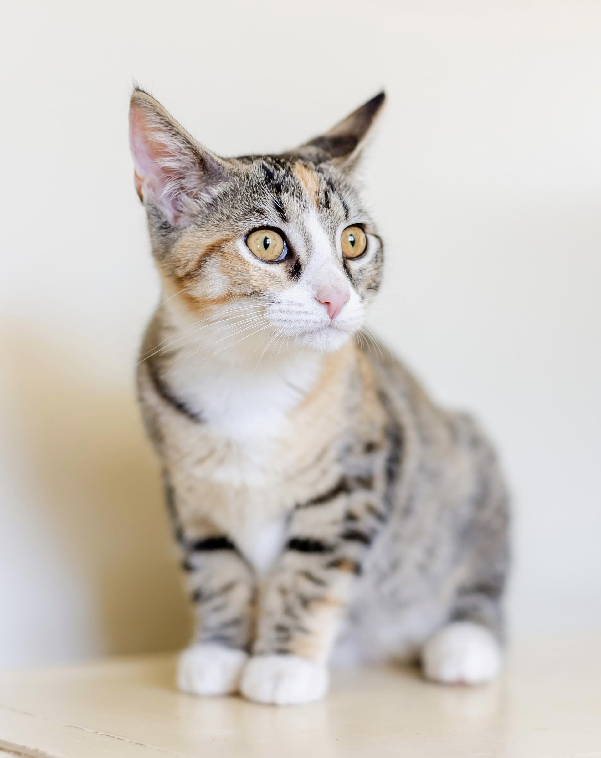 Angelica, a Adoptable mixed breed in Los Alamitos, CA image 3/6