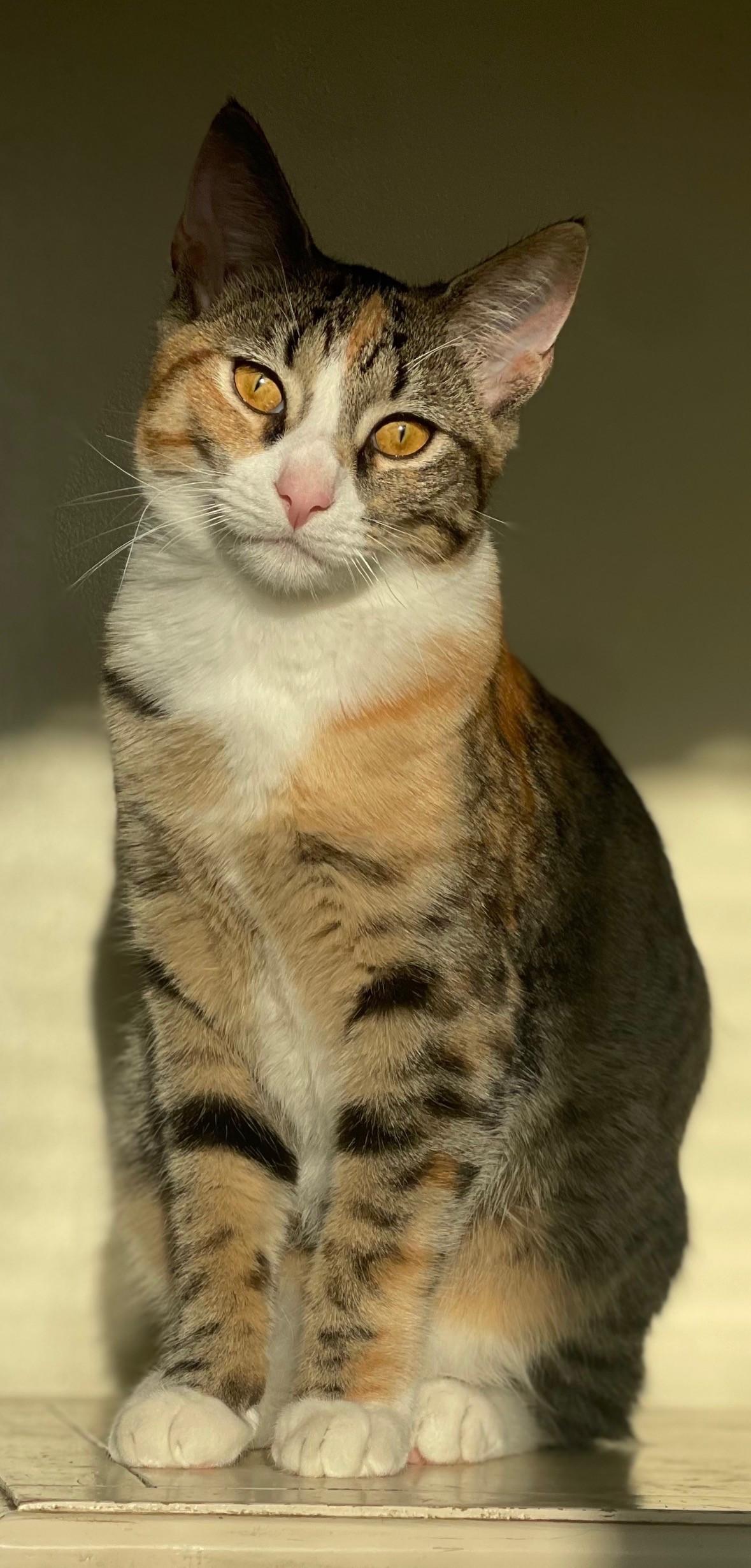 Angelica, a Adoptable mixed breed in Los Alamitos, CA image 2/6