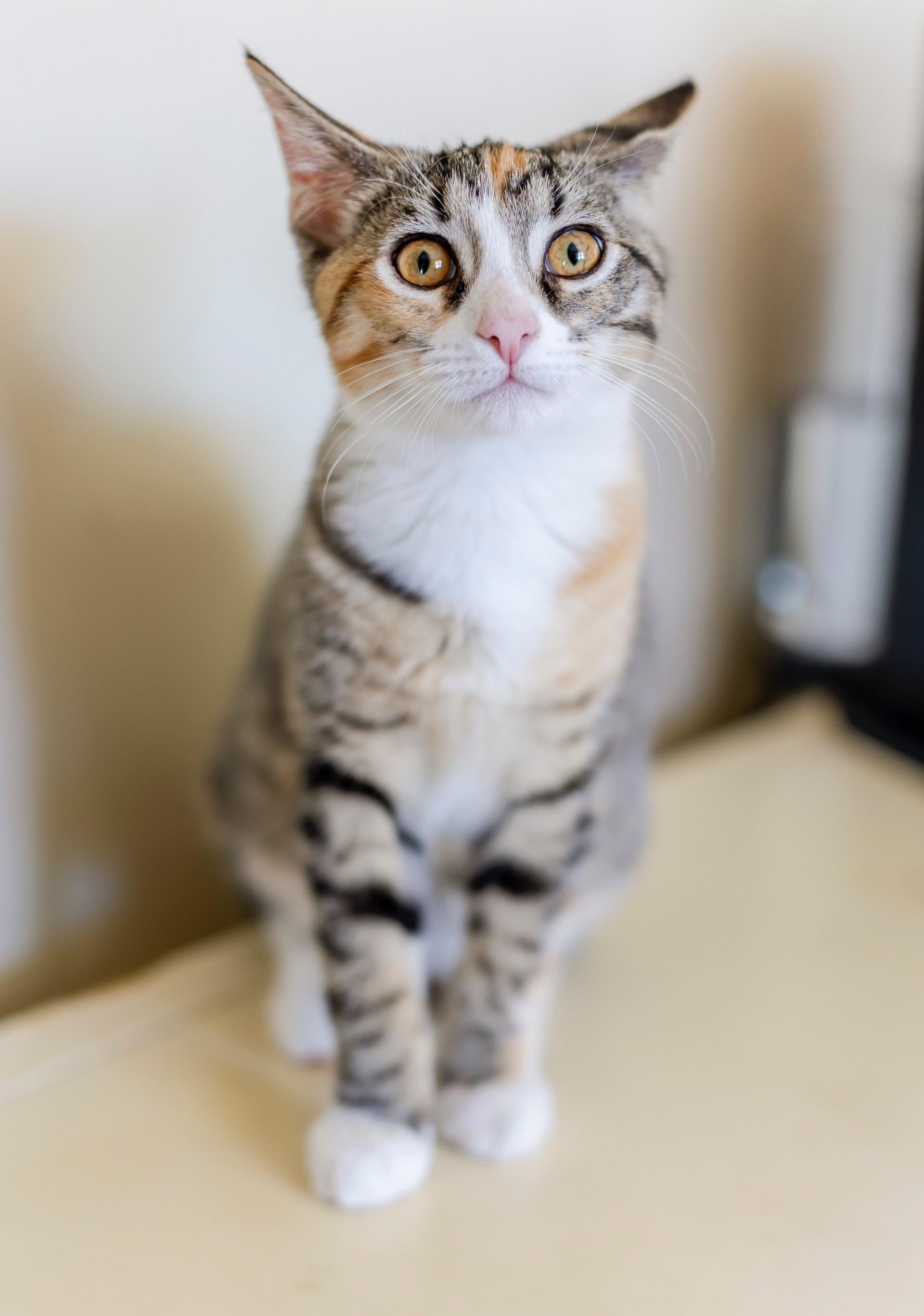 Angelica, a Adoptable mixed breed in Los Alamitos, CA image 4/6