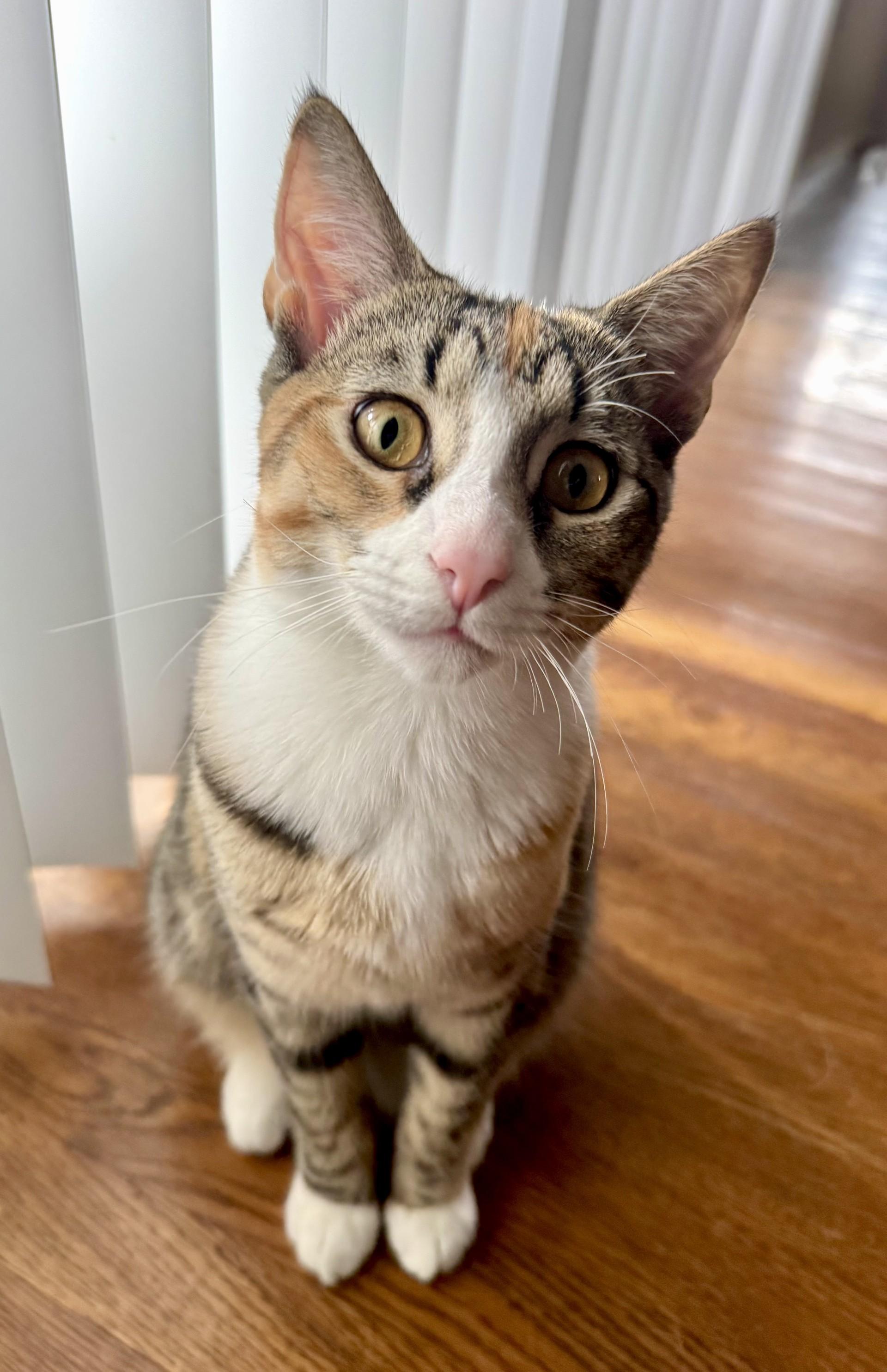 Enlarge Angelica, a Adoptable mixed breed in Los Alamitos, CA image 6/6