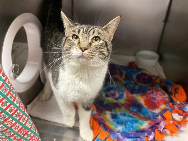 BASHFUL, Adoptable, Young Male Domestic Short Hair.