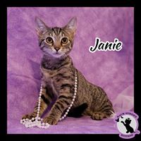 Enlarge Janie, a Adoptable Domestic Short Hair in Dacula, GA image 1/10