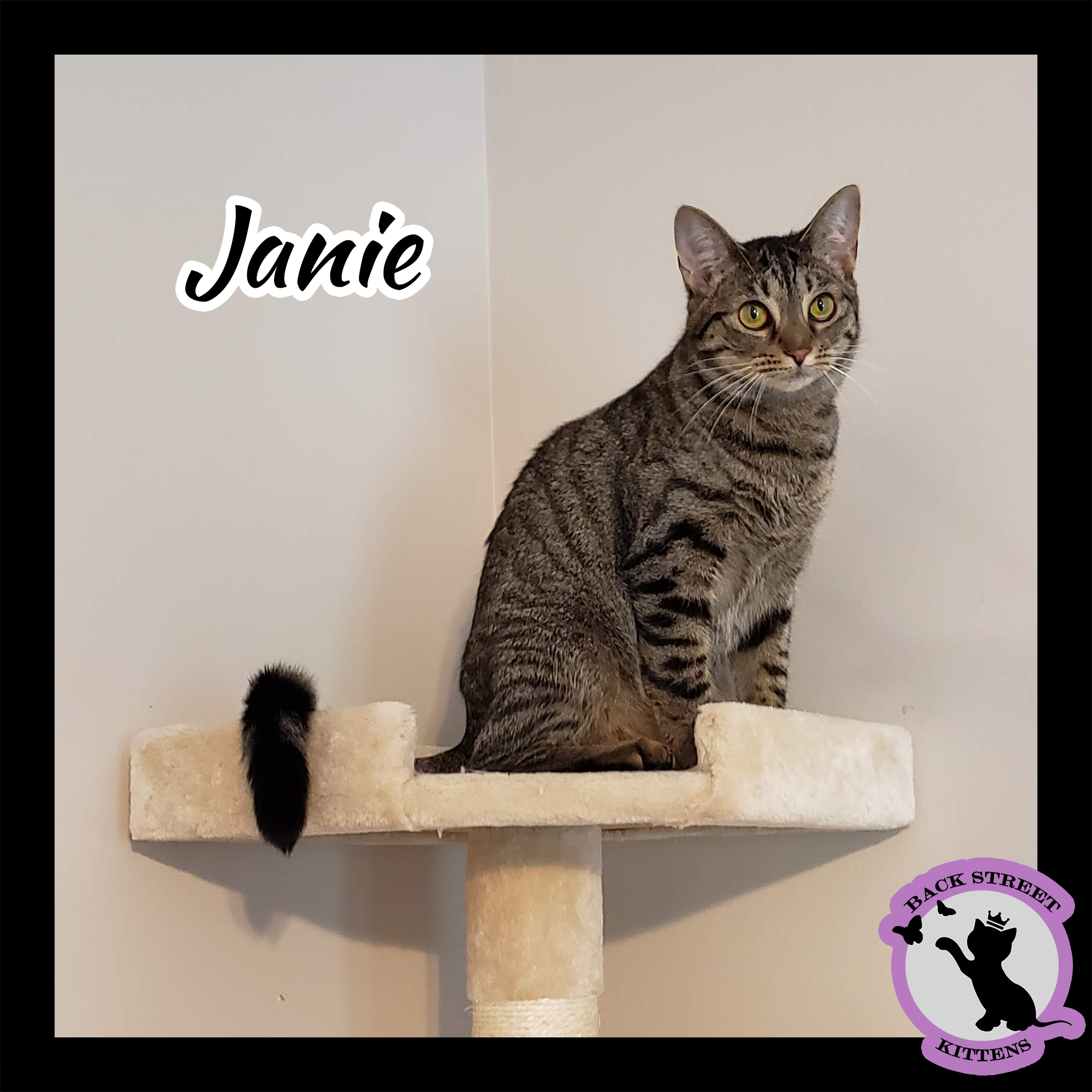 Enlarge Janie, a Adoptable Domestic Short Hair in Dacula, GA image 2/10