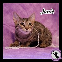 Enlarge Janie, a Adoptable Domestic Short Hair in Dacula, GA image 4/10