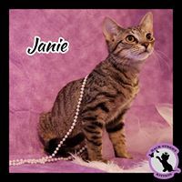 Enlarge Janie, a Adoptable Domestic Short Hair in Dacula, GA image 5/10