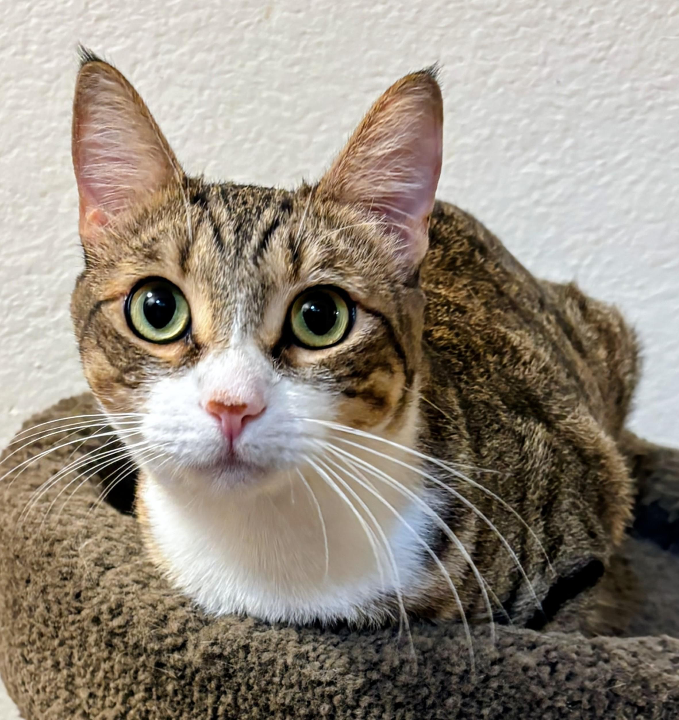 Daisy - Rancho Cucamonga PetSmart, a Adoptable Domestic Short Hair in Yorba Linda, CA image 1/3