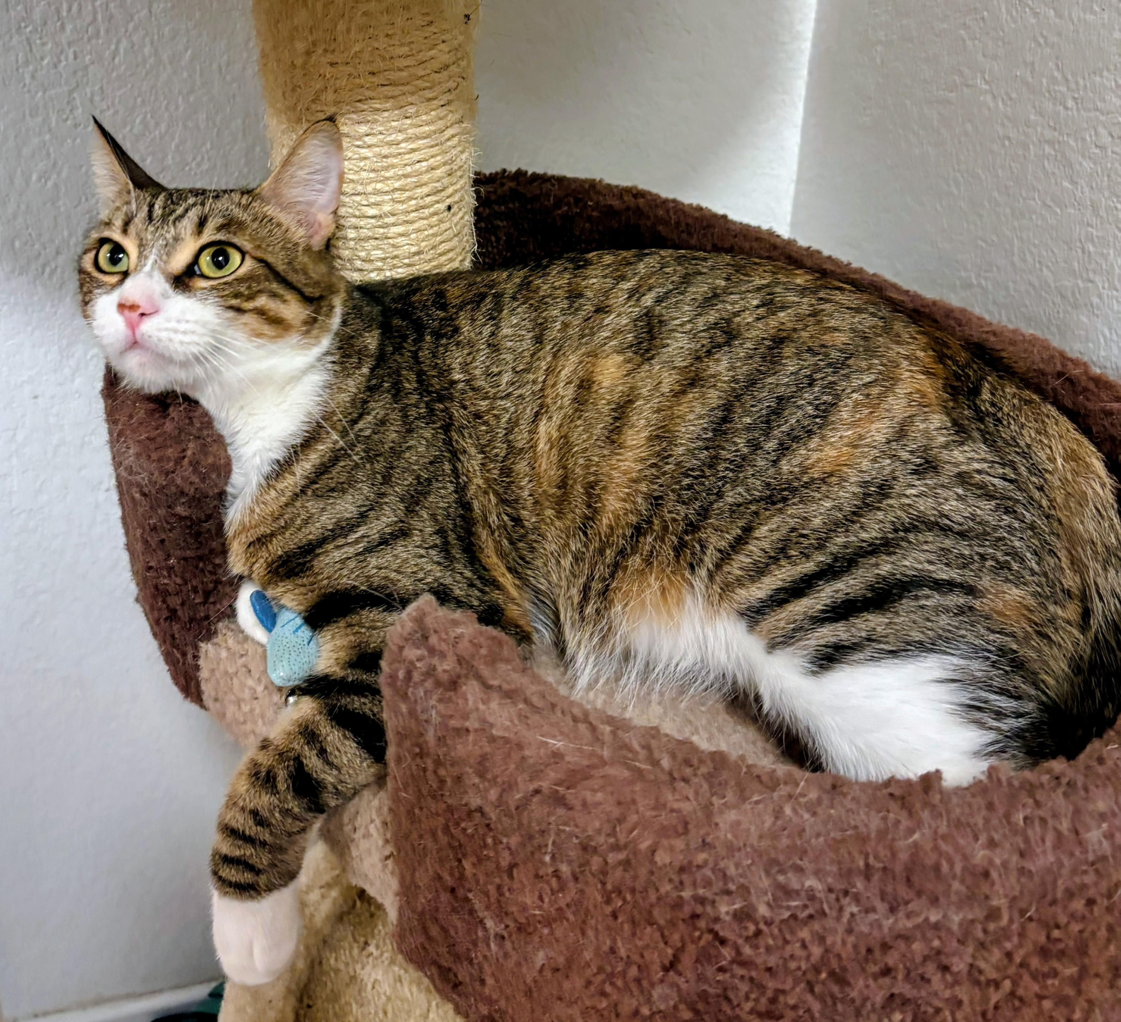 Daisy - Rancho Cucamonga PetSmart, a Adoptable Domestic Short Hair in Yorba Linda, CA image 3/3