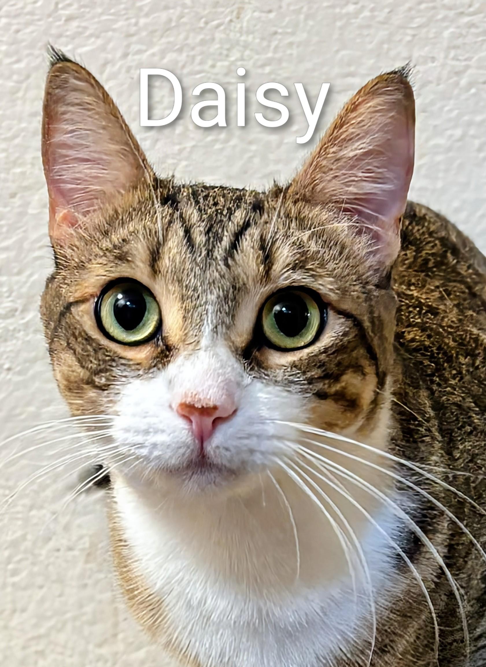 Daisy - Rancho Cucamonga PetSmart, a Adoptable Domestic Short Hair in Yorba Linda, CA image 2/3