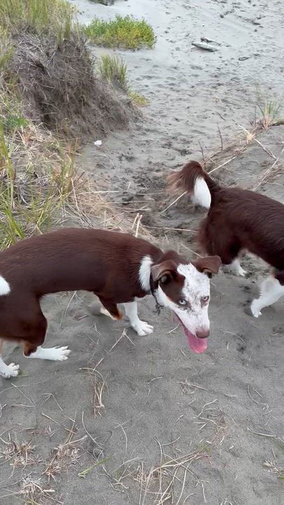 Enlarge Lucy, a Adoptable mixed breed in Port Angeles, WA video 5/6