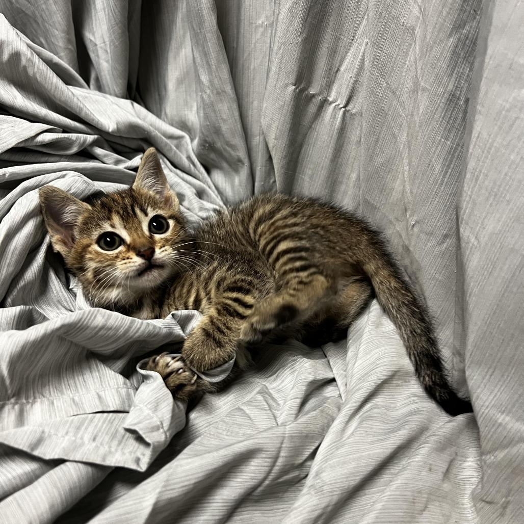 Rouge, Adoptable, Kitten Female Domestic Short Hair.