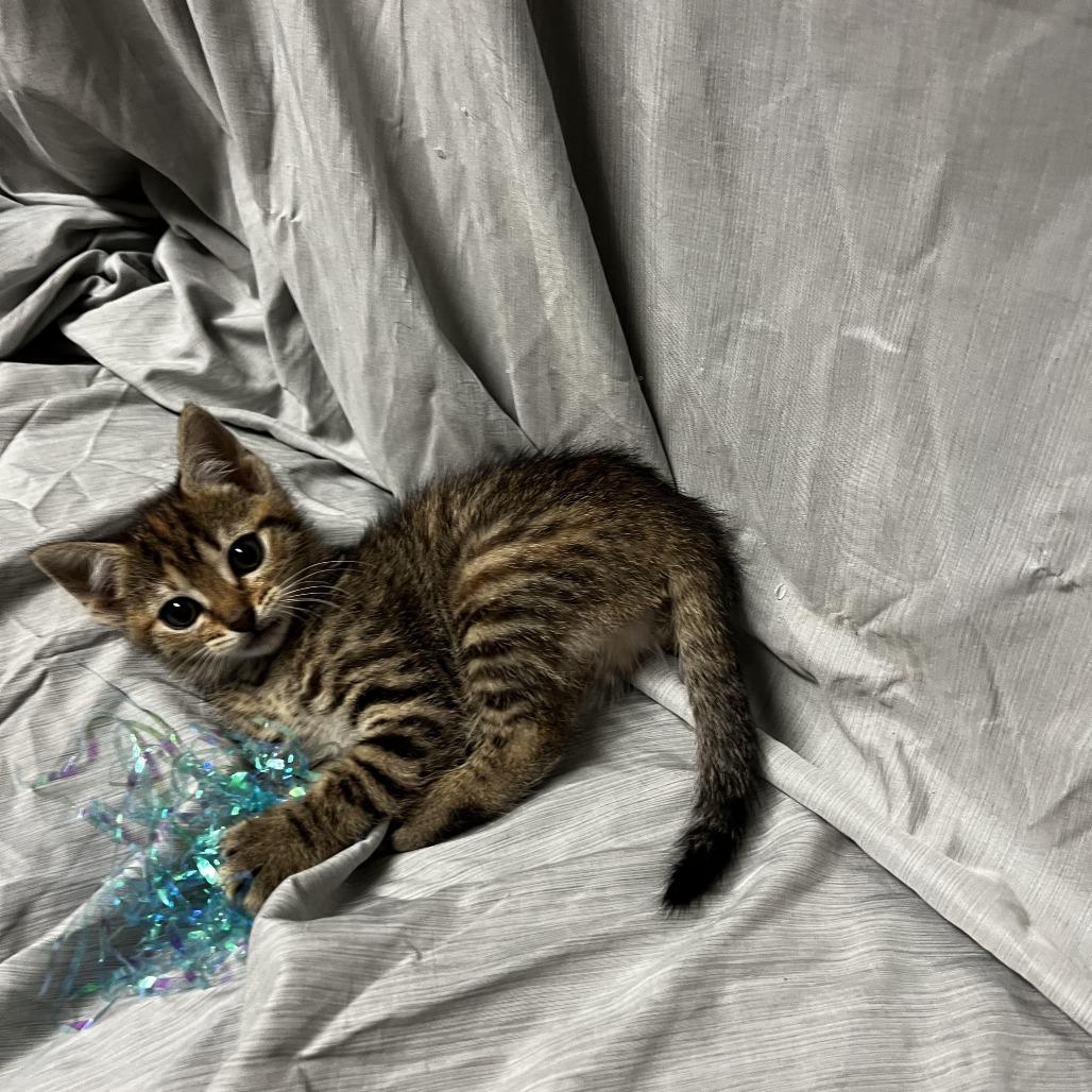 Enlarge Rouge, a Adoptable Domestic Short Hair in Raleigh, NC image 2/3