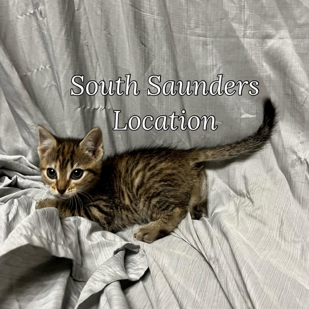 Enlarge Rouge, a Adoptable Domestic Short Hair in Raleigh, NC image 3/3