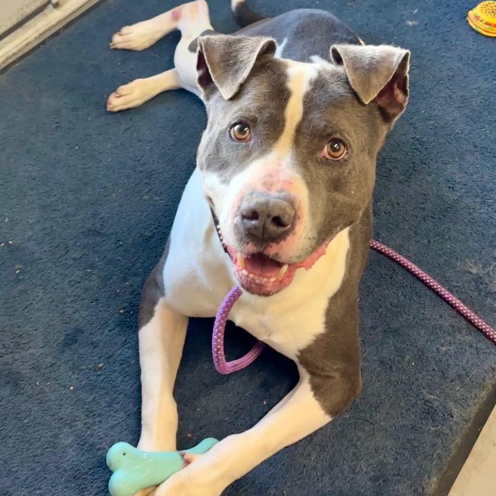 Enlarge Panos, a Adoptable mixed breed in Hartford City, IN image 2/6