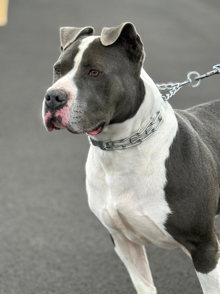 Enlarge Panos, a Adoptable mixed breed in Hartford City, IN image 3/6