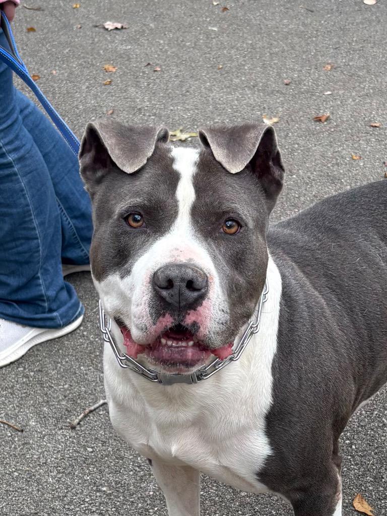 Enlarge Panos, a Adoptable mixed breed in Hartford City, IN image 4/6