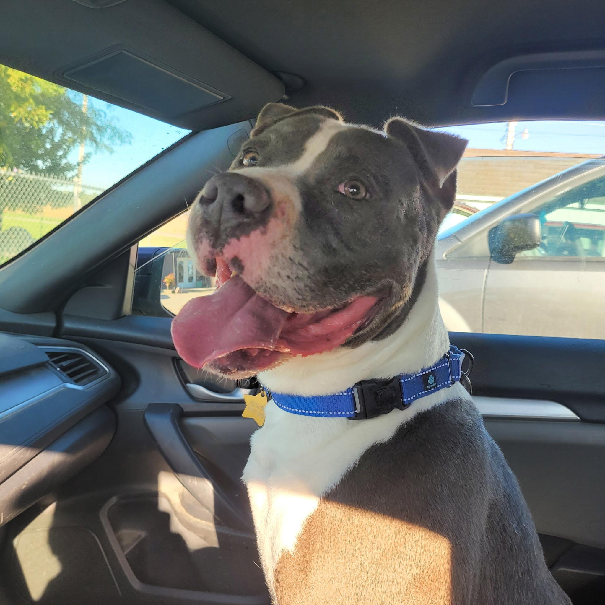 Enlarge Panos, a Adoptable mixed breed in Hartford City, IN image 1/6