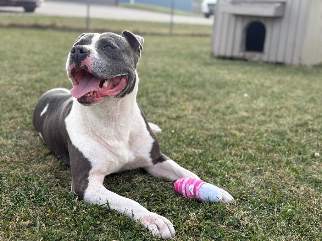 Enlarge Panos, a Adoptable mixed breed in Hartford City, IN image 5/6