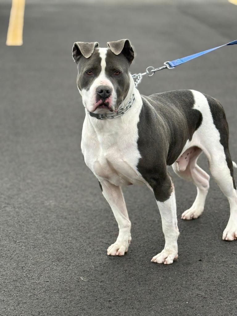 Enlarge Panos, a Adoptable mixed breed in Hartford City, IN image 6/6