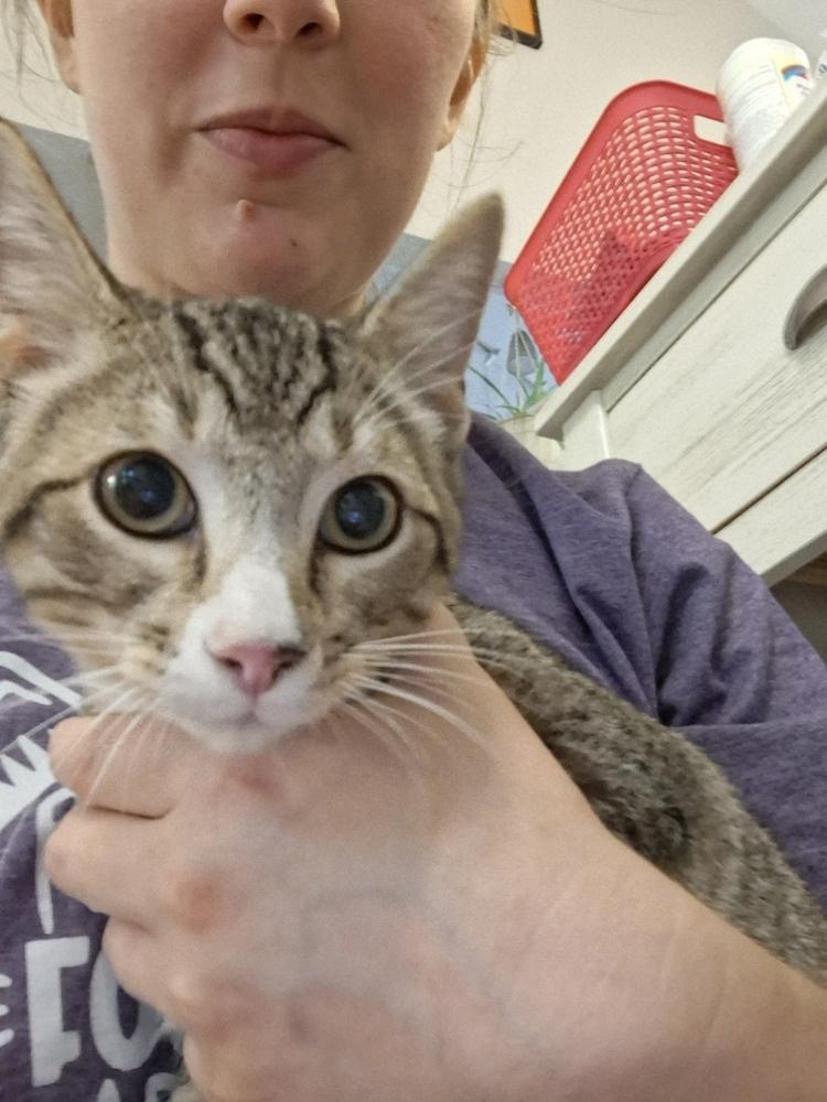 Blaze Tabby Hamilton 4, Adoptable, Kitten Male Domestic Short Hair.