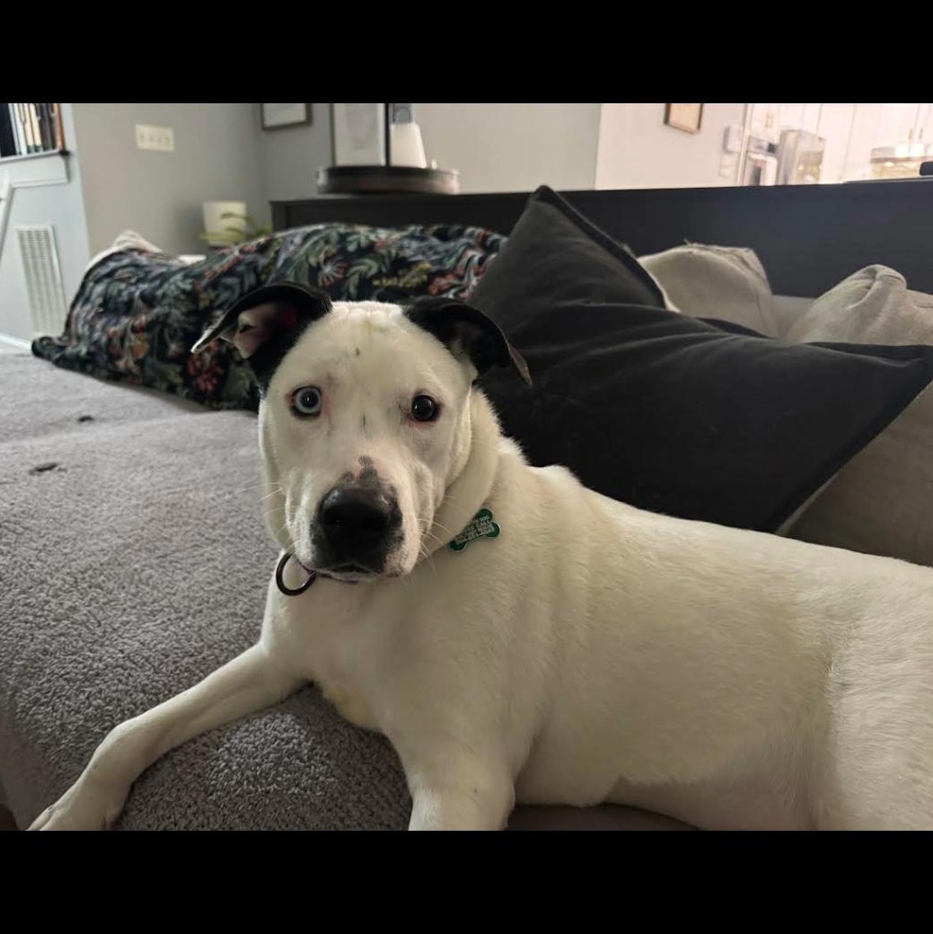 Enlarge Harriet the Spy, a ADOPTABLE mixed breed in Midlothian, VA image 5/6