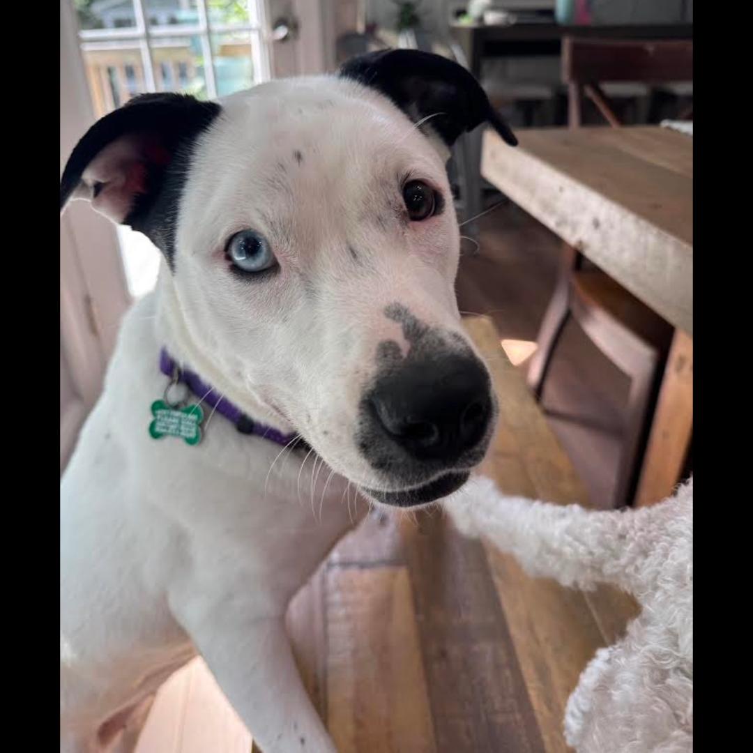 Enlarge Harriet the Spy, a ADOPTABLE mixed breed in Midlothian, VA image 2/6