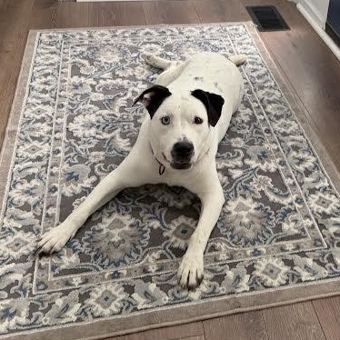 Enlarge Harriet the Spy, a ADOPTABLE mixed breed in Midlothian, VA image 3/6