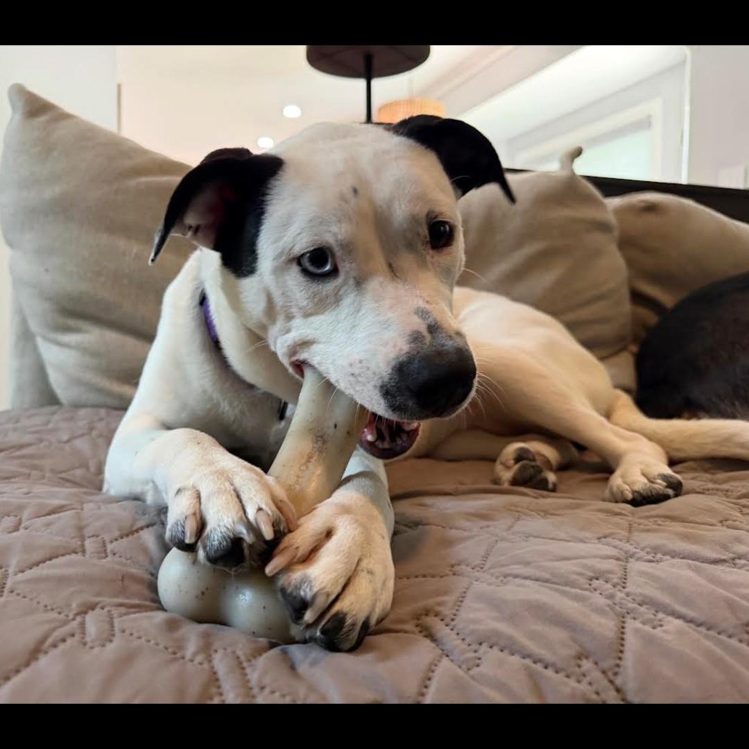 Harriet the Spy, ADOPTABLE, Adult Female Labrador Retriever & American Bully.