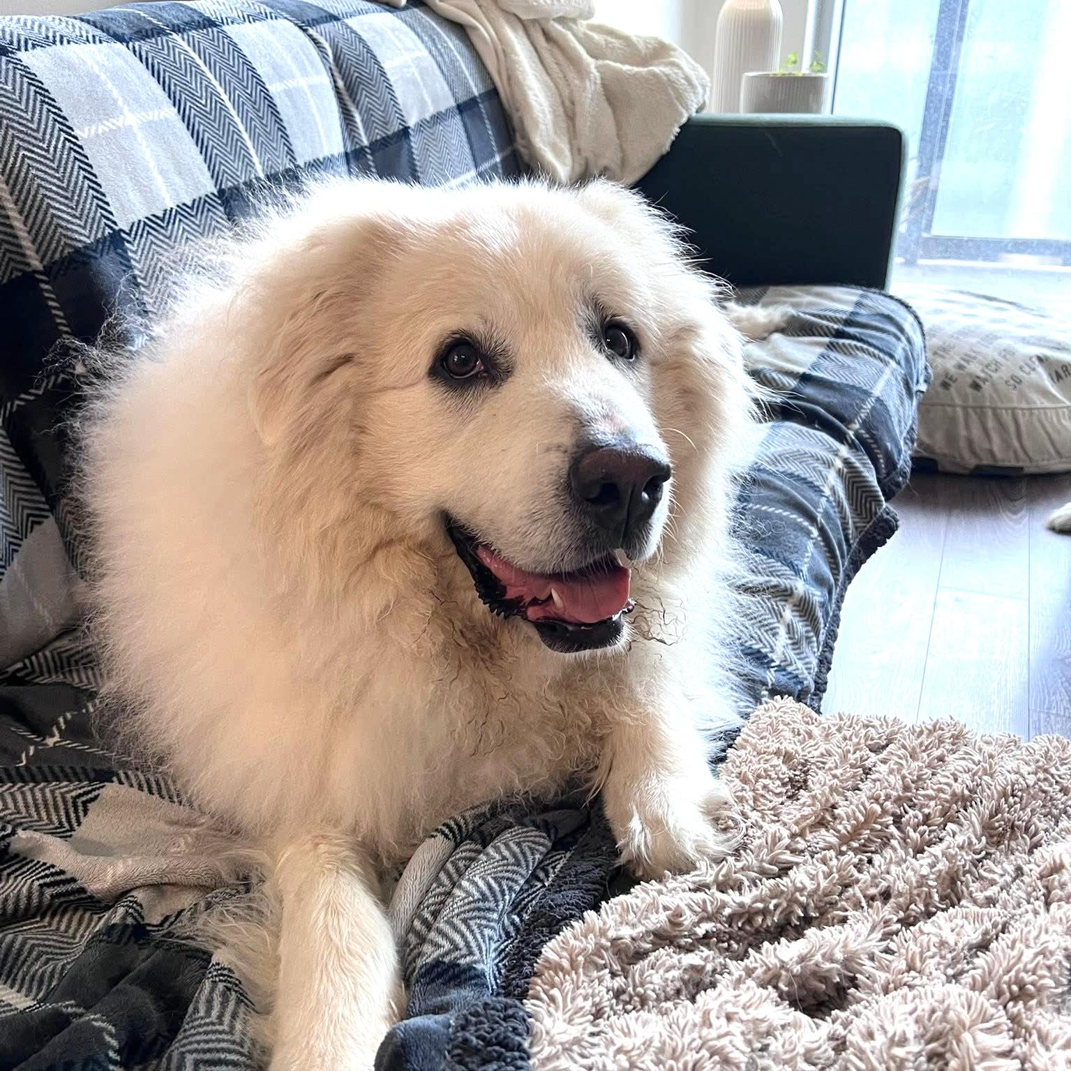 Enlarge Cora ATX, a Adoptable Great Pyrenees in Quinlan, TX image 1/4