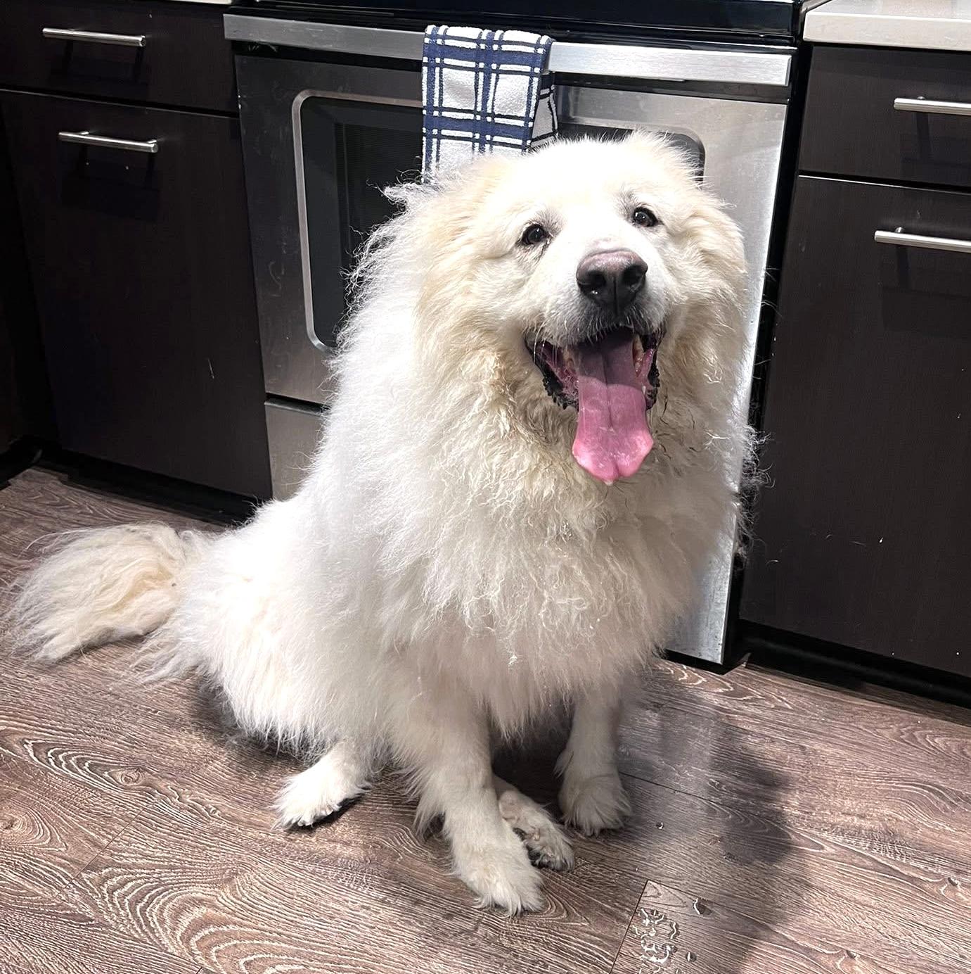 Enlarge Cora ATX, a Adoptable Great Pyrenees in Quinlan, TX image 2/4