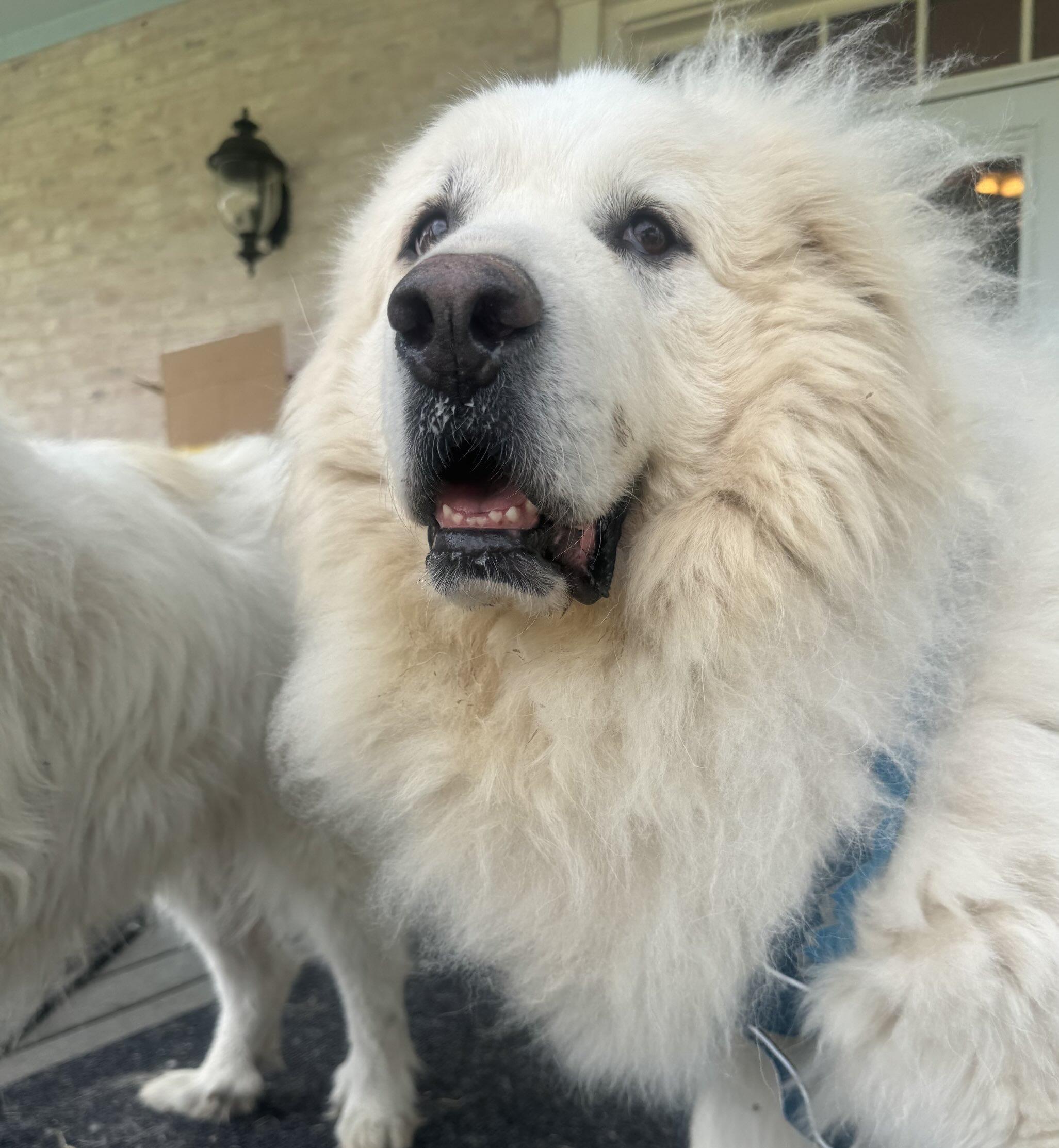 Enlarge Cora ATX, a Adoptable Great Pyrenees in Quinlan, TX image 3/4