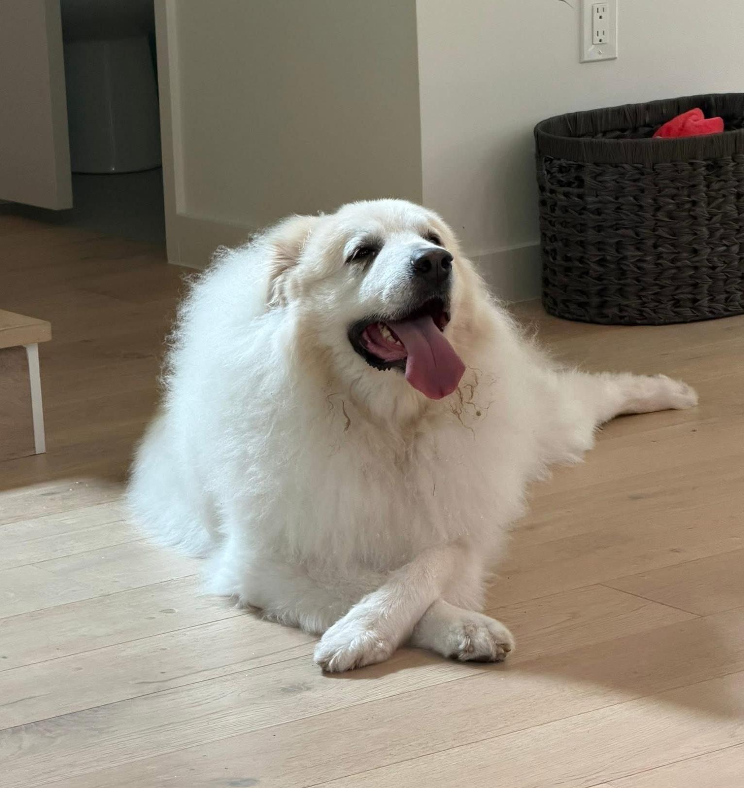 Enlarge Cora ATX, a Adoptable Great Pyrenees in Quinlan, TX image 4/4
