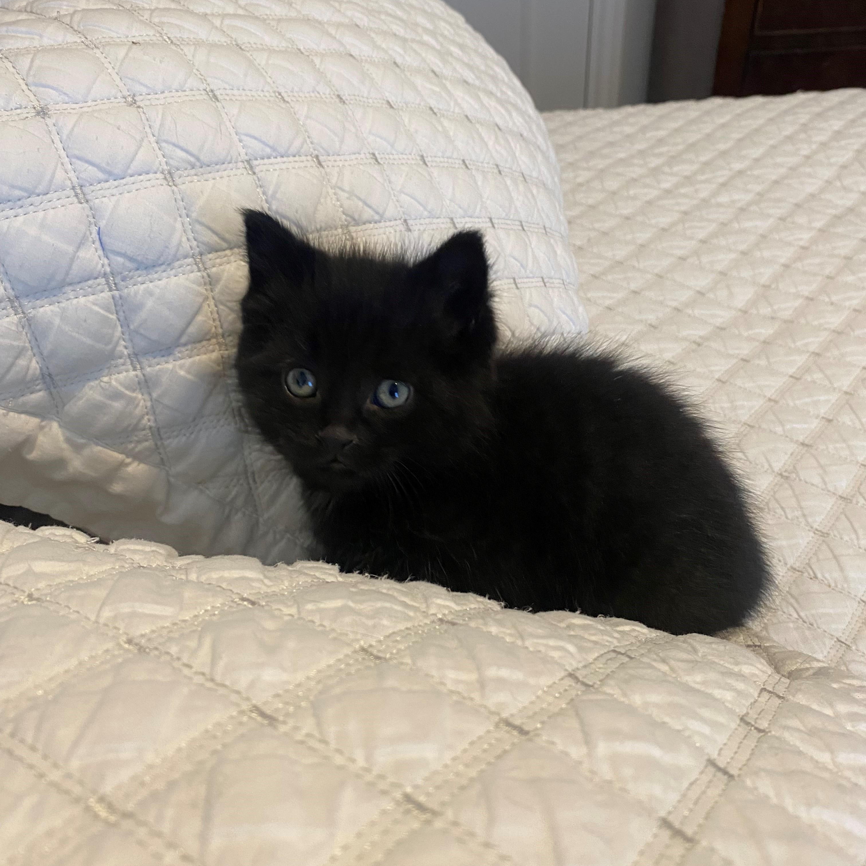 Jax, adoptable, Kitten Male Domestic Short Hair.