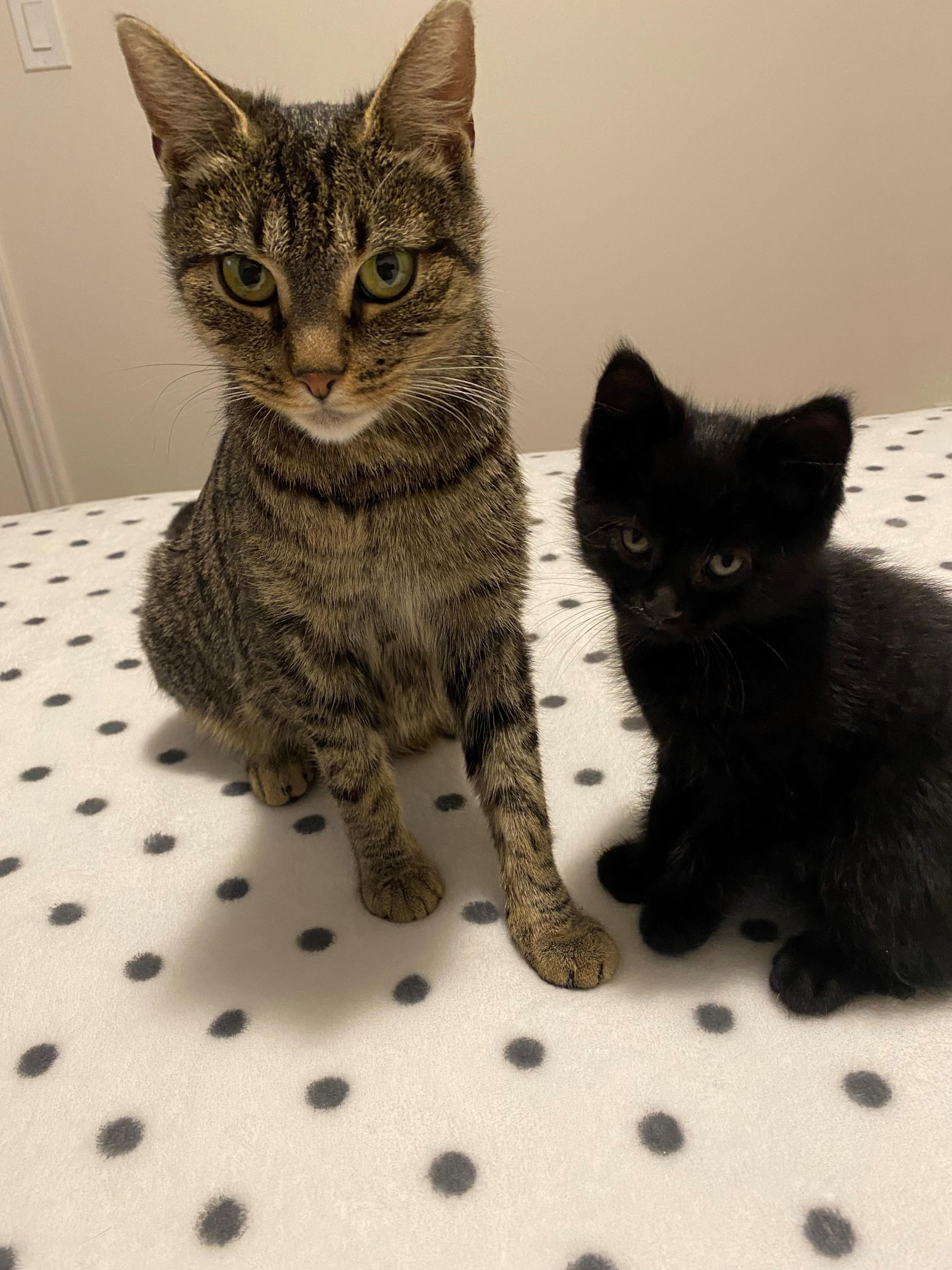 Jax, an adoptable Domestic Short Hair in Caledon, ON image 2/4