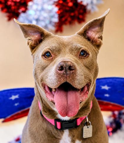 Miss Marly - In Foster Home, a ADOPTABLE Mixed Breed in Hamilton, OH image 2/4