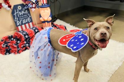 Miss Marly - In Foster Home, a ADOPTABLE Mixed Breed in Hamilton, OH image 3/4